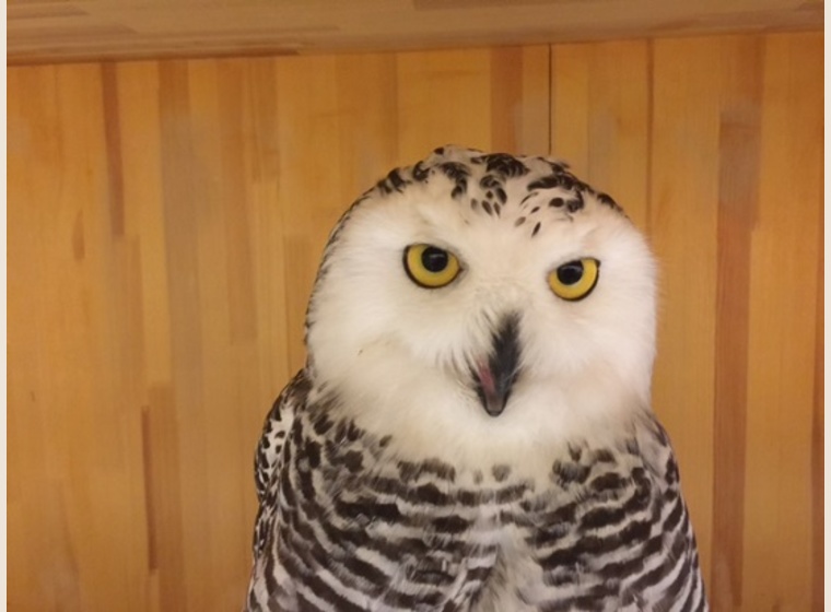 シロフクロウ　♀　2015年6月産まれ　スペインCB