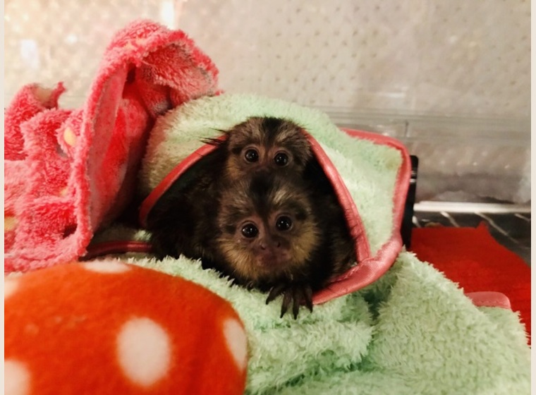 クロミミマーモセット　Baby　（♂♀）のペア販売