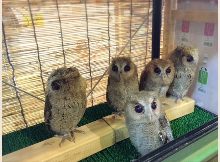 ボウパーチB type 約9〜10kg ふくろう　猛禽類 ふくろう(猛禽類) | Rare ZOO presented by OWL☆WAN｜小さな
