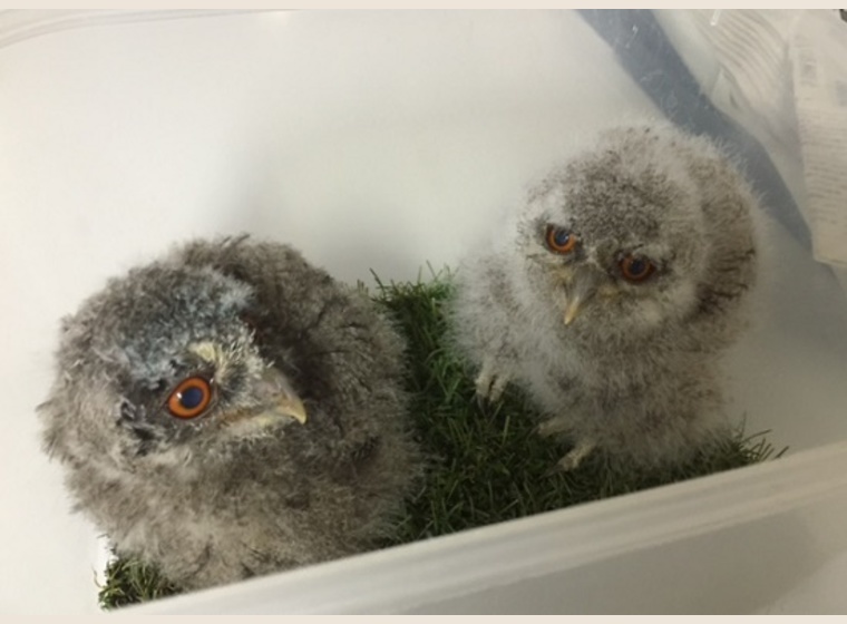 アフリカオオコノハズク雛　２０１7年産国内ブリード3羽入荷