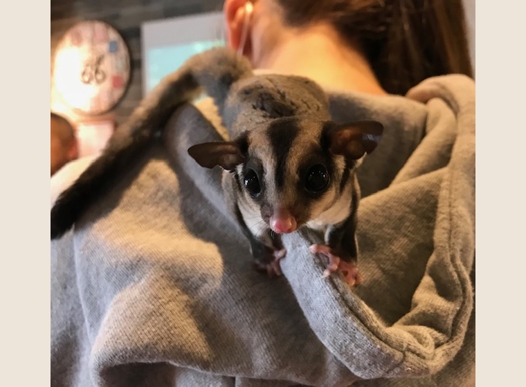 フクロモモンガBaby（メス）ノーマル