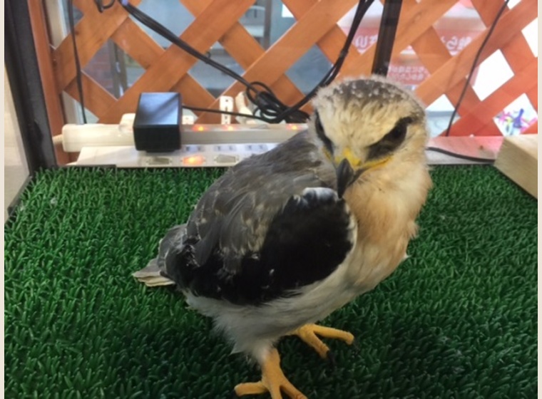 カタグロトビ　国内ブリード11月産まれ～１羽のみ