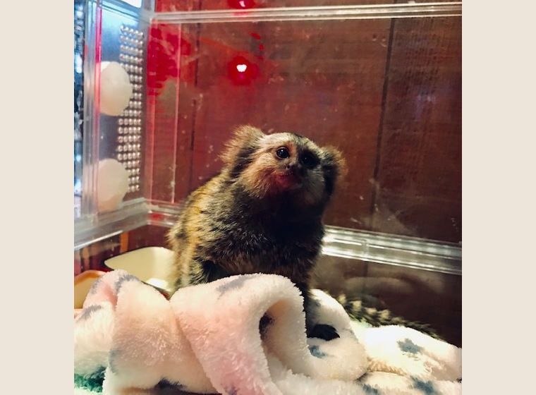 コモンマーモセットBaby(オス）2019年2月8日産まれ