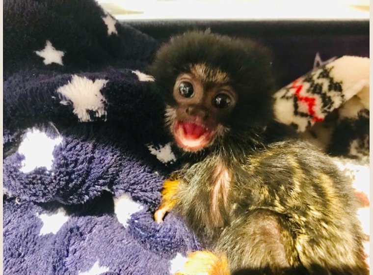 アカテタマリンBaby　３月１日産