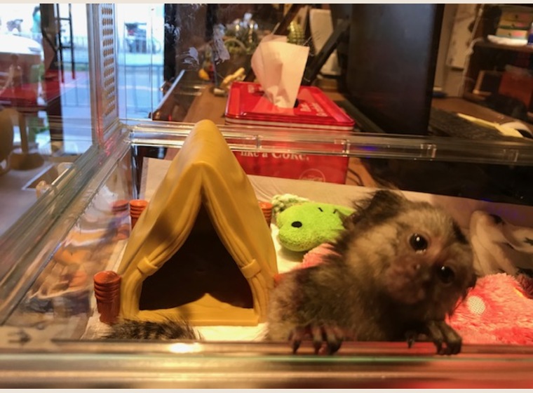 コモンマーモセットBaby(オス）2019年3月10日産まれ