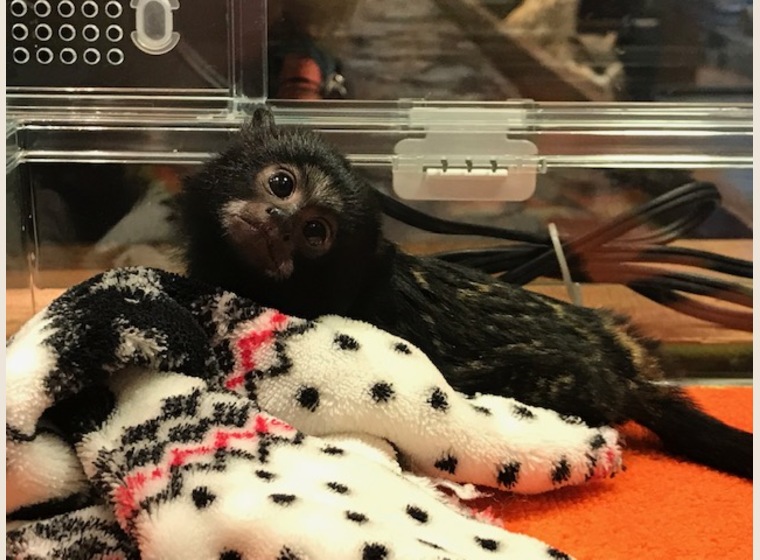 アカテタマリンBaby　３月15日産　女の子