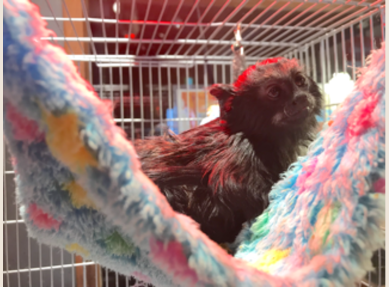 アカテタマリンBaby　1月15日産　女の子