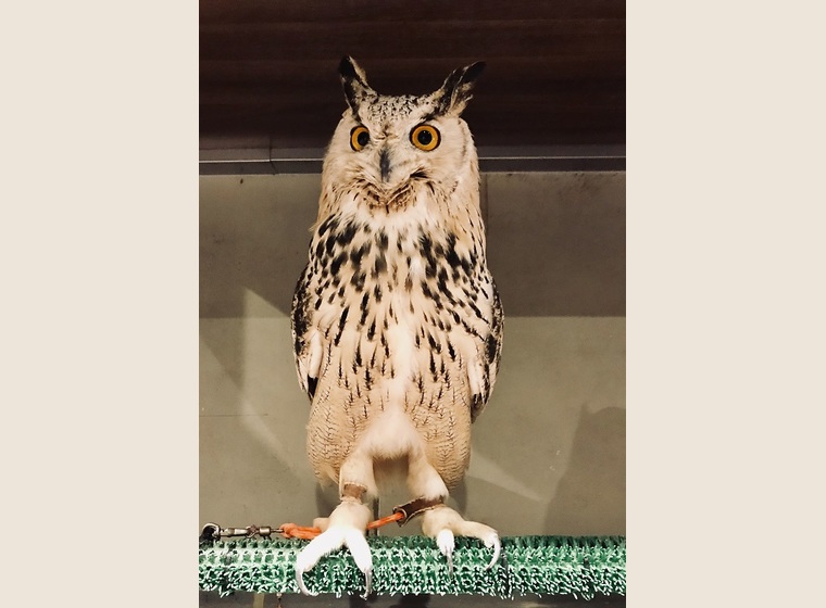 シベリアワシミミズク 国内ブリード | ふくろう(猛禽類) | Rare ZOO