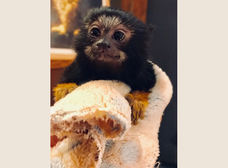 アカテタマリンBaby　３月23日産　男の子