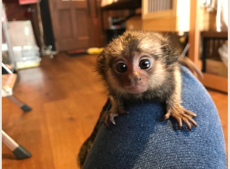 コモンマーモセット×クロミミマーモセット(女の子)BABY　2019年4月4日産まれ