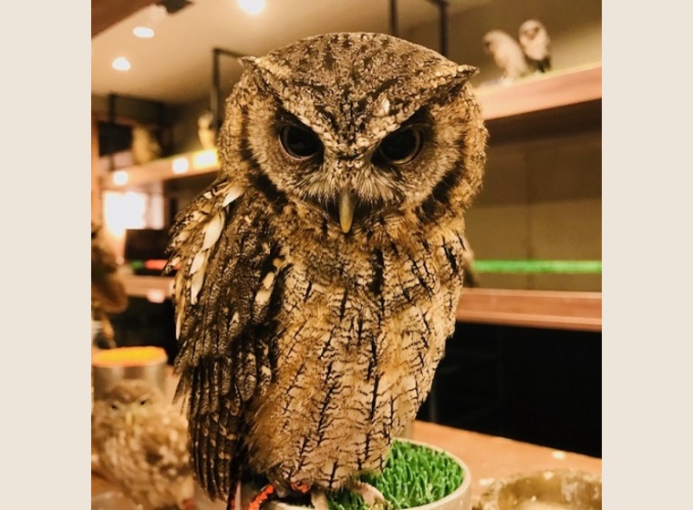 スピックスコノハズクブリード慣れ個体 残り3羽 ふくろう 猛禽類 関西 大阪でフクロウ ふくろう など珍しいペットの専門店アウルワン