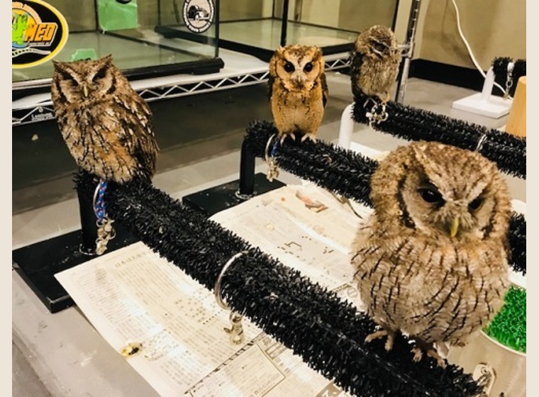 スピックスコノハズクブリード慣れ個体 残り3羽 ふくろう 猛禽類 関西 大阪でフクロウ ふくろう など珍しいペットの専門店アウルワン
