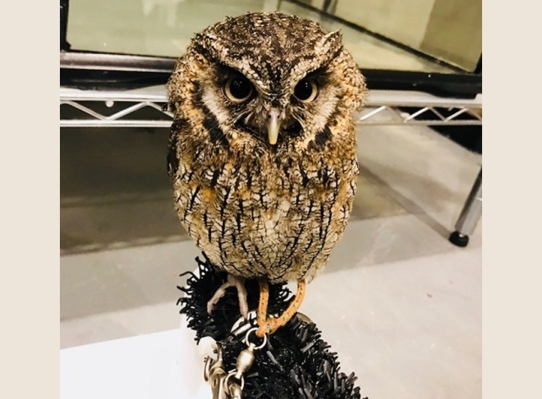スピックスコノハズクブリード慣れ個体 残り3羽 ふくろう 猛禽類 関西 大阪でフクロウ ふくろう など珍しいペットの専門店アウルワン