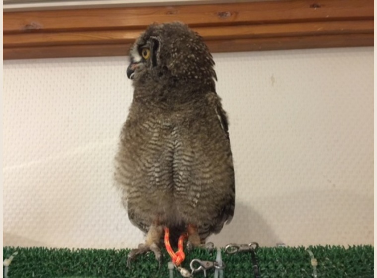 アフリカワシミミズク 国内ブリード個体 | ふくろう(猛禽類) | Rare