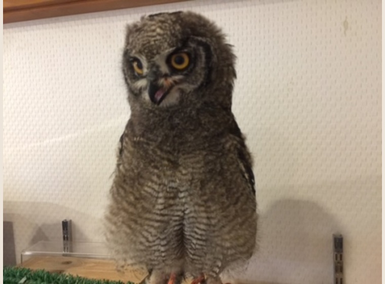 アフリカワシミミズク　国内ブリード個体