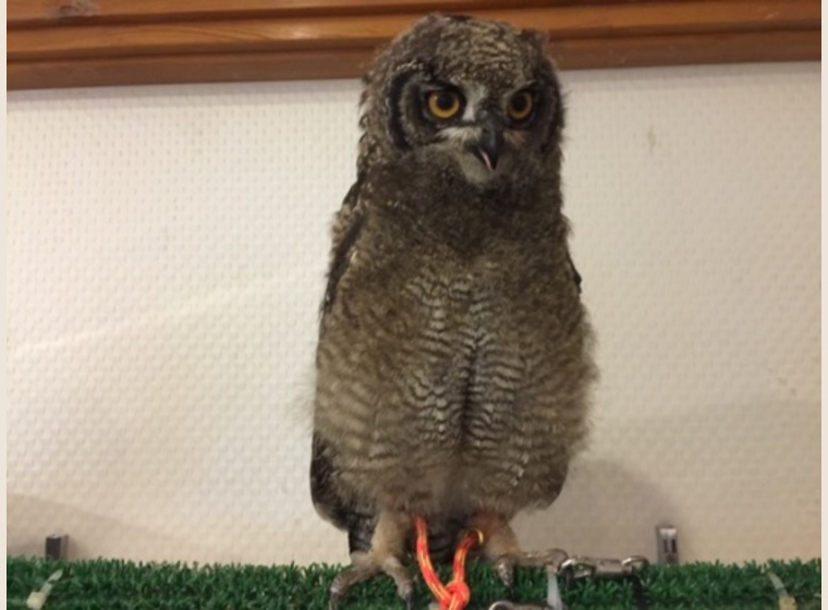 アフリカワシミミズク　国内ブリード個体