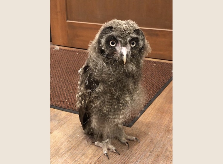 わたわたカラフトフクロウ 海外ブリード | ふくろう(猛禽類) | Rare