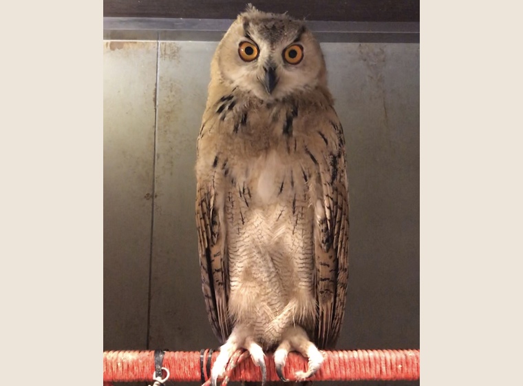 シベリアワシミミズク 海外ブリード | ふくろう(猛禽類) | Rare ZOO