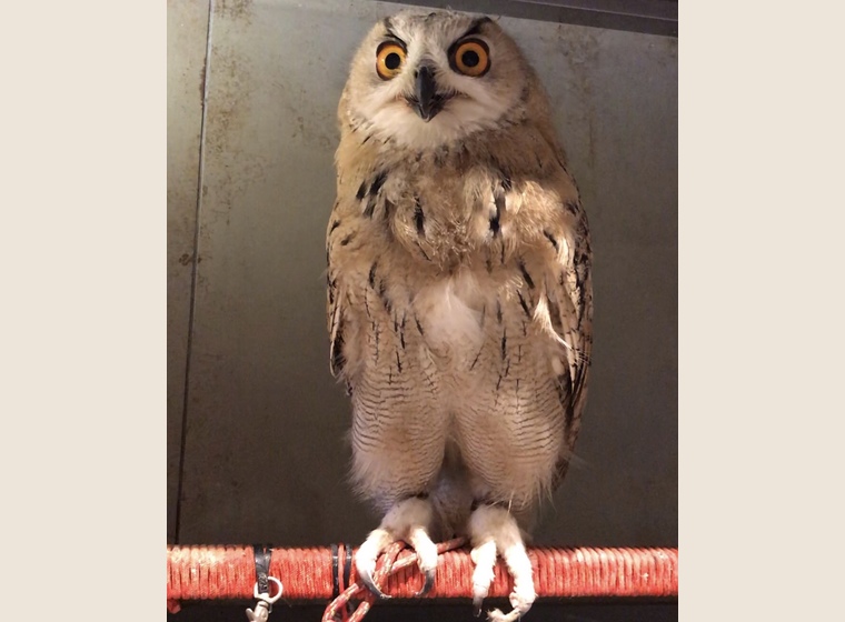 シベリアワシミミズク 海外ブリード | ふくろう(猛禽類) | Rare ZOO