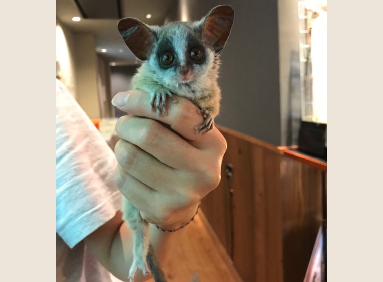 ショウガラゴ　2019年6月14日うまれ　女の子