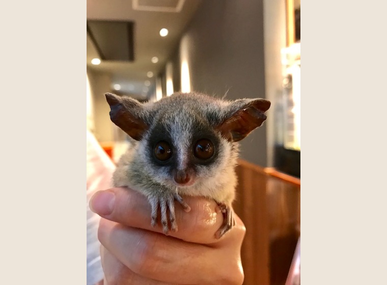 ショウガラゴ　2019年6月14日うまれ　女の子