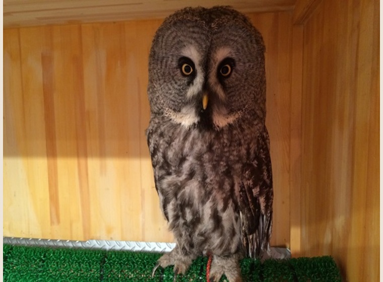 4232 外国切手 イギリス 2003年 猛禽類 フクロウとハヤブサ 10連刷 4232 外国切手 イギリス 2003年 猛禽類 フクロウとハヤブサ 10連刷