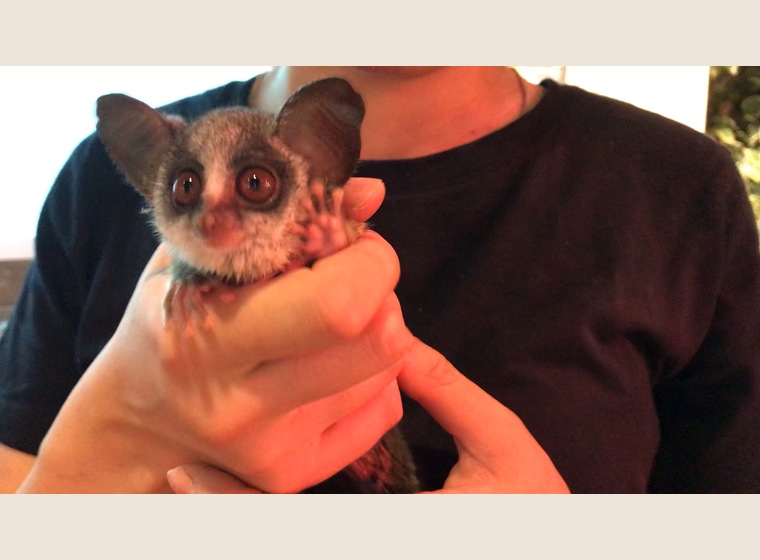 ショウガラゴ　2019年5月8日うまれ　男の子