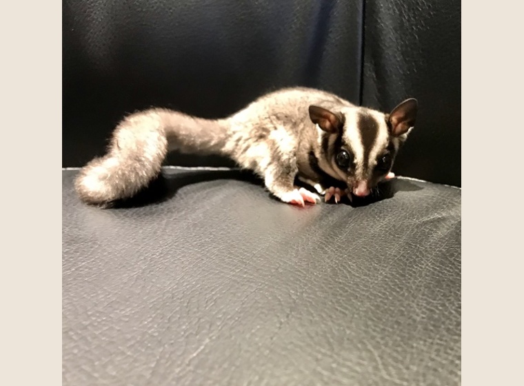 フクロモモンガ　べた慣れっ子♀