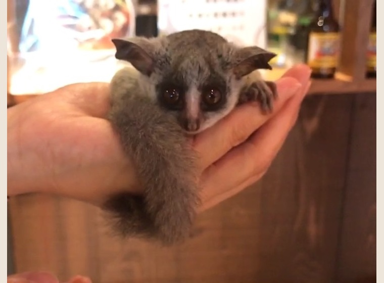 ショウガラゴ　2019年6月7日うまれ　男の子