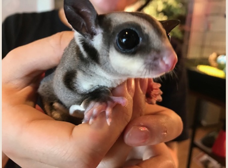 フクロモモンガBaby（オス）ノーマル