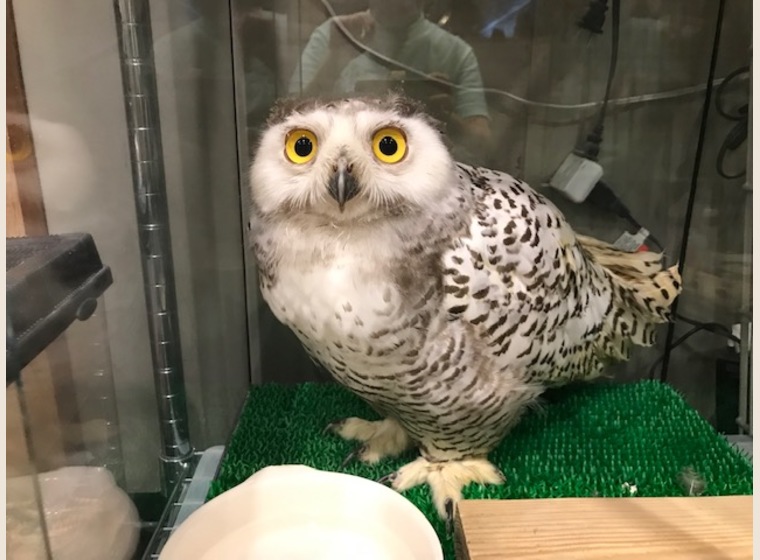 シロフクロウ 2019年うまれ | ふくろう(猛禽類) | Rare ZOO