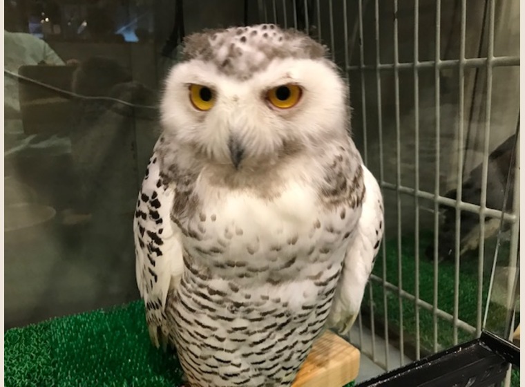 ボウパーチB type 約9〜10kg ふくろう　猛禽類 ボウパーチ B type Lサイズ 無塗装 猛禽工房 ふくろう 猛禽類