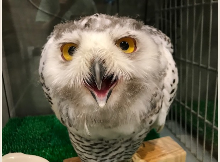 ボウパーチB type 約9〜10kg ふくろう　猛禽類 猛禽類 ボウパーチ ふくろう パーチ