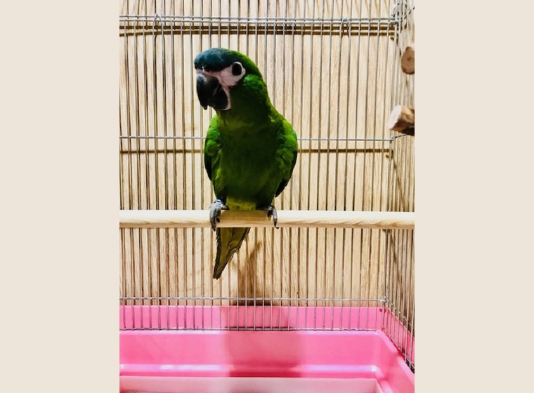 コミドリコンゴウインコ～残り1羽（♂）販売