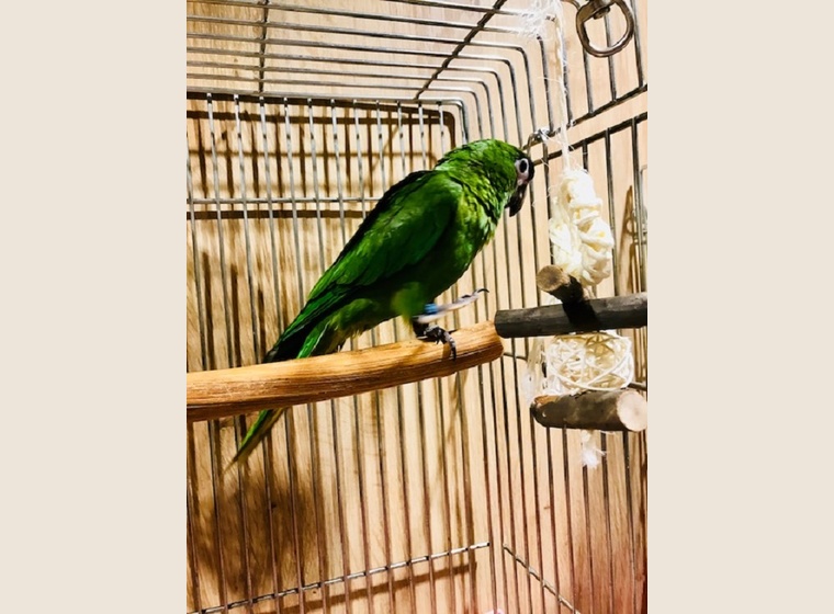 コミドリコンゴウインコ～残り1羽（♂）販売 珍しい動物 関西･大阪でフクロウ(ふくろう)など珍しいペットの