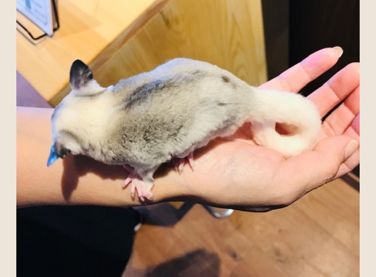 フクロモモンガ モザイク♂ 販売 | 珍しい動物 | Rare ZOO