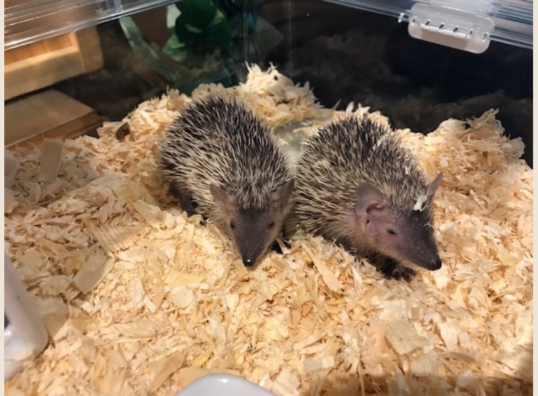 【NEW】ヒメハリテンレック