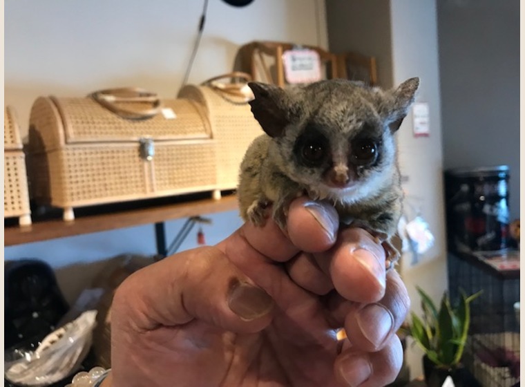 【NEW】ショウガラゴ　2019年7月17日うまれ　　男の子②