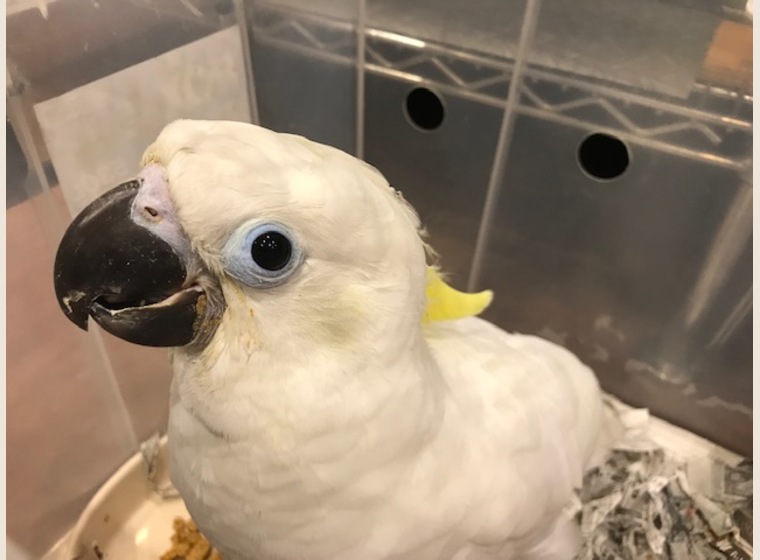 【NEW】アオメキバタン　男の子　2017年4月うまれ