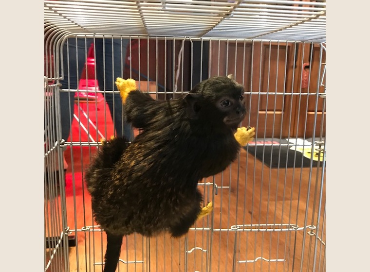 【NEW】アカテタマリン　女の子　2018年8月うまれ