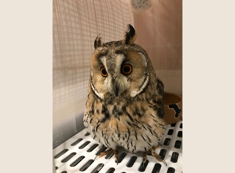 4232 外国切手 イギリス 2003年 猛禽類 フクロウとハヤブサ 10連刷 フクロウで鷹狩りできるかどうか、たまに質問されますが、不可能