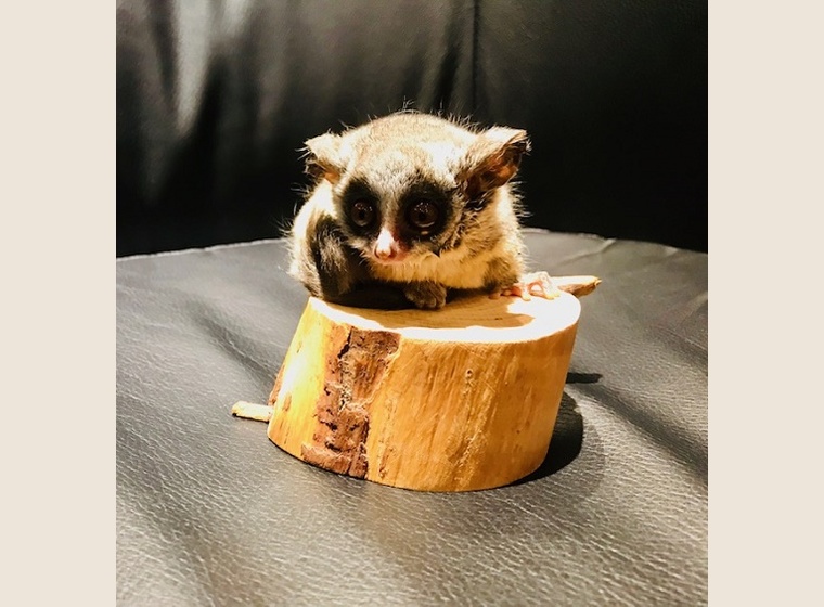 ショウガラゴ販売　2018/11/14産まれのBaby（♀）