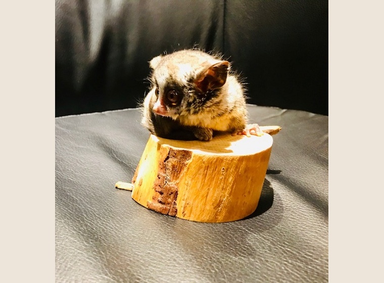 ショウガラゴ販売　2018/11/14産まれのBaby（♀）