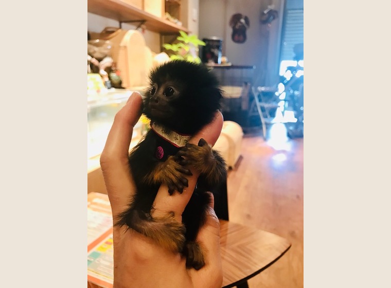 【NEW】アカテタマリン 2019年8月15日うまれ