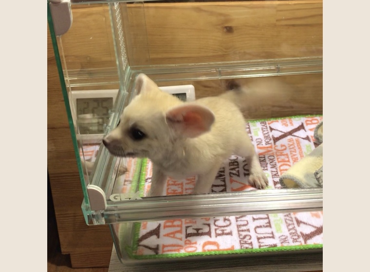 【NEW】フェネック　　2019年8月25日うまれ　　男の子