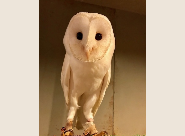 白磁のフクロウ スーパーホワイトメンフクロウの雛、入荷しました✨購入希望で