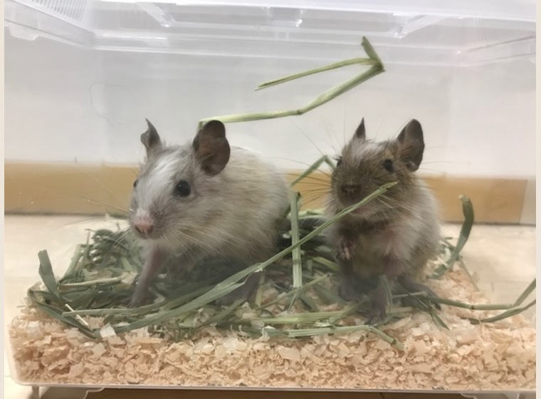 デグー　2019年10月9日うまれ