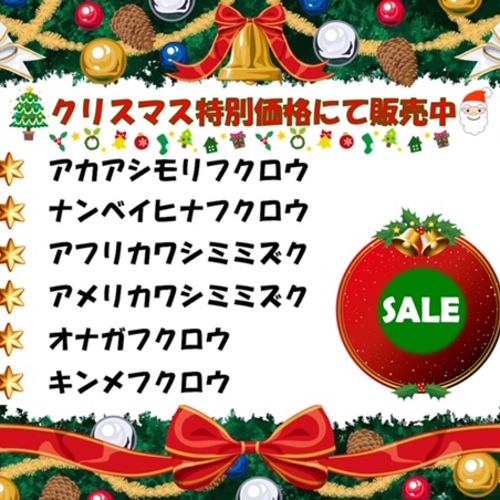 クリスマスキャンペーン価格（生体）