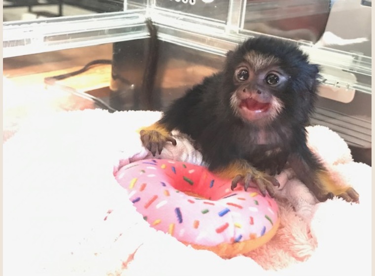 【NEW】アカテタマリンBaby　2019年11月30日うまれ　男の子