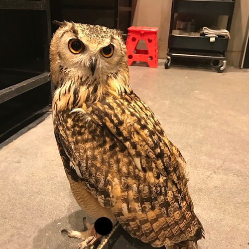 ロストのベンガルワシミミズクは未だに飼主様見つからず！